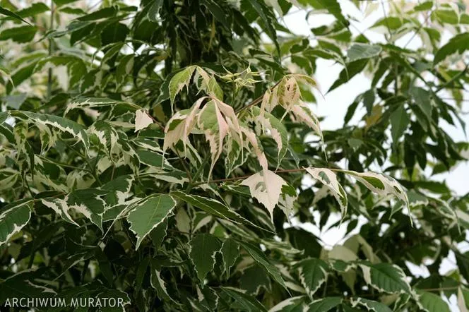 Ash Maple 'Flamingo' - Acer negundo 'Flamingo'