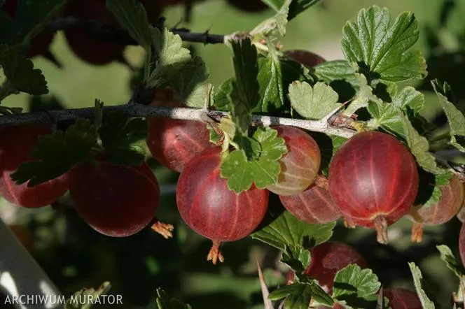 Цариградско грозде "Red Triumph" - Ribes uva-crispa "Red Triumph"