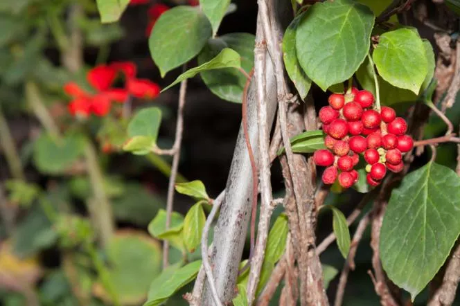 Schisandra chinensis