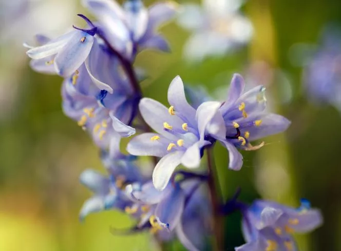 Камбановиден зюмбюл - Hyacinthoides hipanica