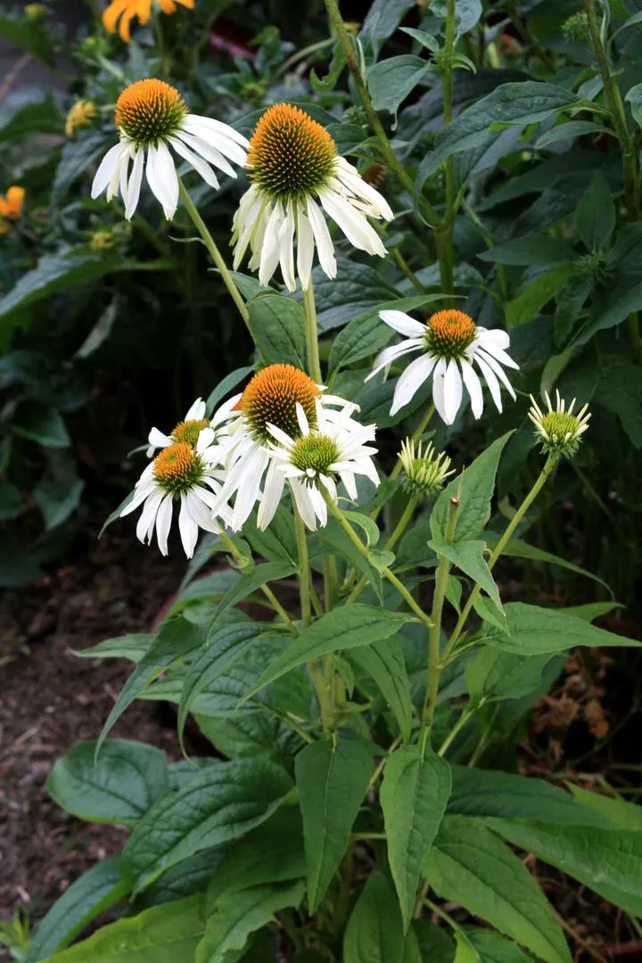 Echinacea purpurea 'Alba'