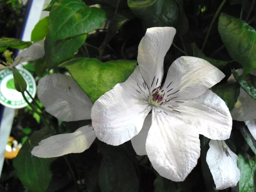 Clematis 'Jan Paweł II' - Clematis 'Jan Paweł II'