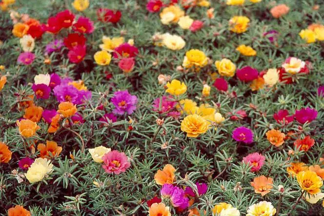 Едроцветна тученица - Portulaca grandiflora