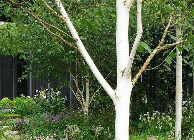 Полезна бреза=хималайска бреза - Betula utilis