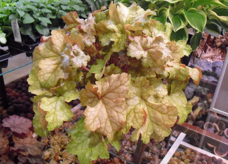 Heuchera 'Midas Touch'