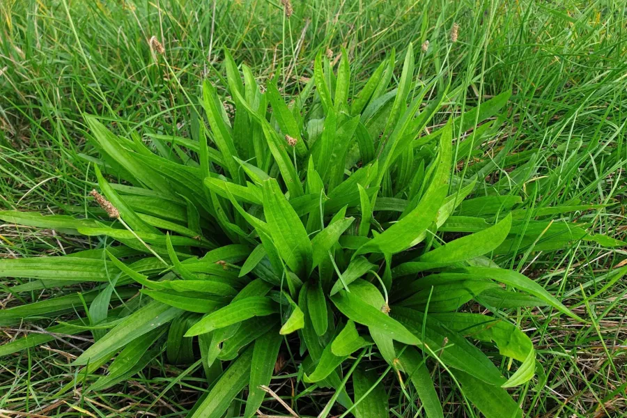 Живовляк - Plantago lanceolata