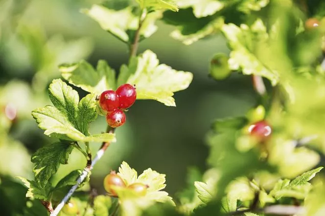 Алпийско френско грозде - Ribes alpinum