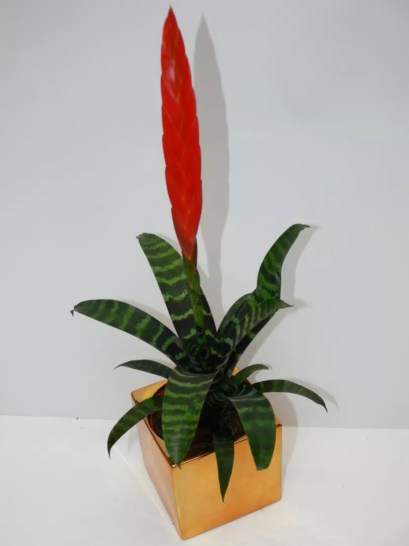 Frizea shiny - Vriesea splendens