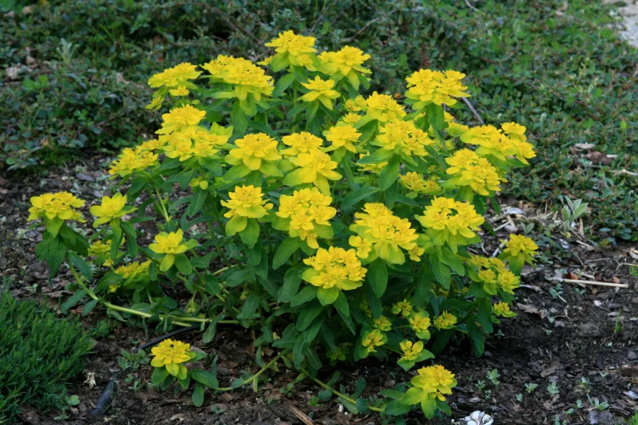 Euphorbia polychroma=Euphorbia epithymoides