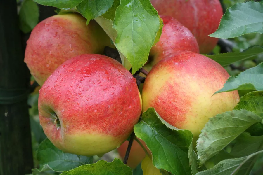 Jabloň 'Jonagold' - Malus domestica 'Jonagold'