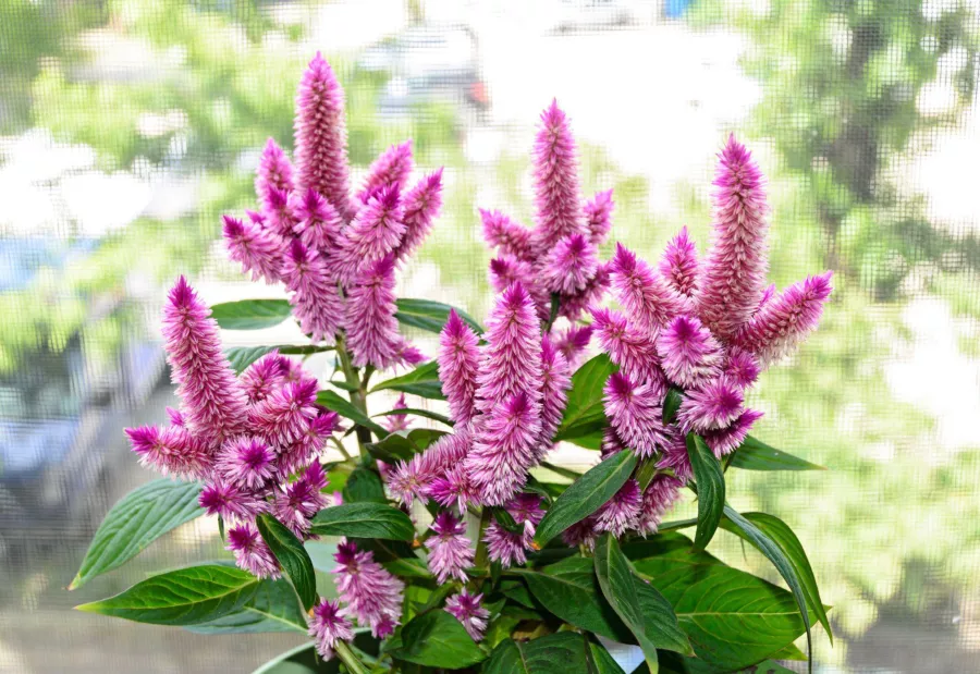 Celosia Spicata - Celosia spicata