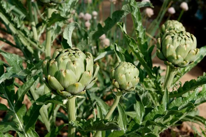 Артишок - Cynara scolymus