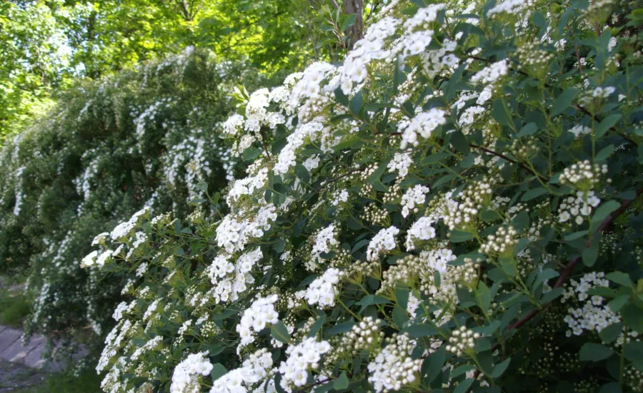 Spiraea x vanhouttei