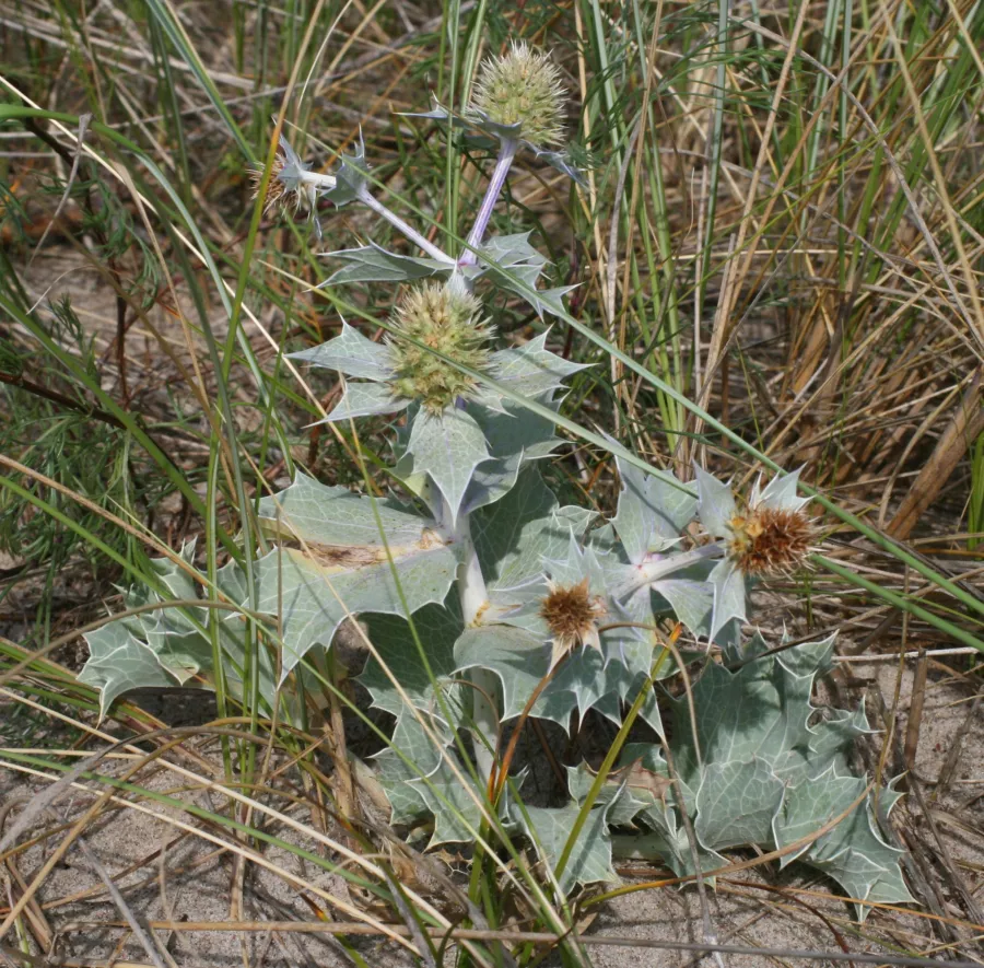 Mikołajek - Eryngium