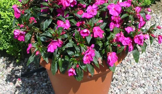 Impatiens Нова Гвинея