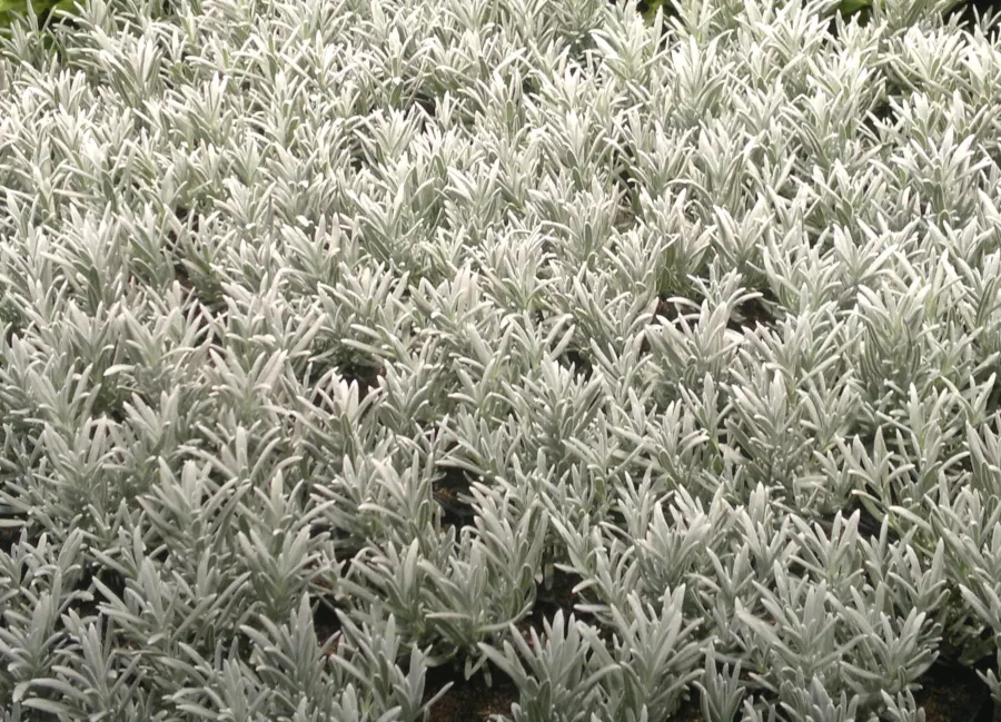 Lavanta 'Gümüş Sisi'=Lavandula angustifolia 'Gümüş Sisi'