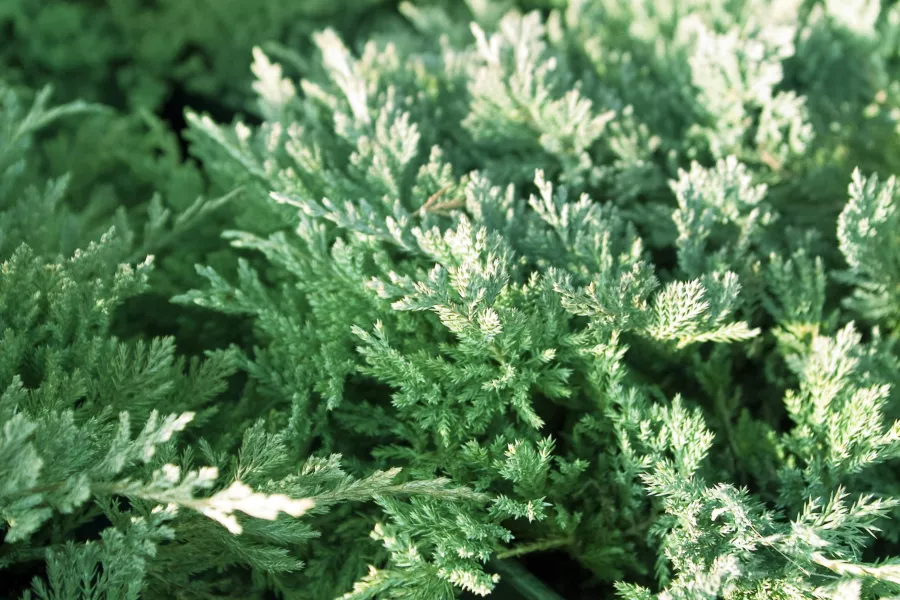 Juniperus horizontalis 'Blue Chip'