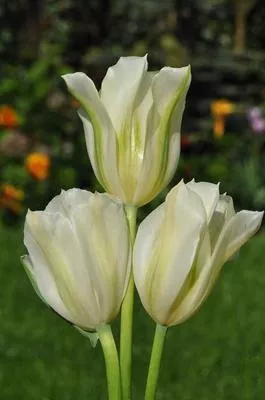 Tulipa 'Spring Green' - Tulipa 'Spring Green'