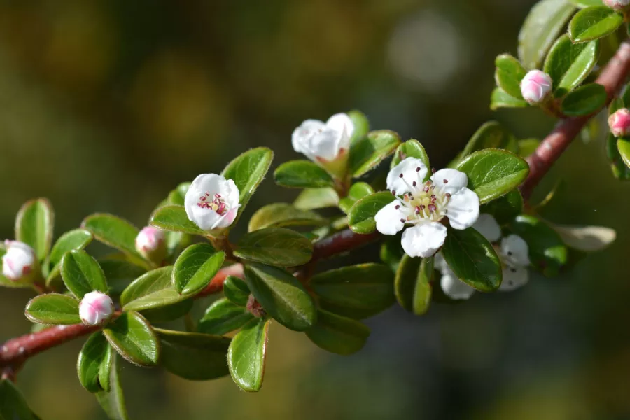 İsveç Cotoneaster 'Mercan Güzeli' - Cotoneaster suecicus 'Mercan Güzeli'