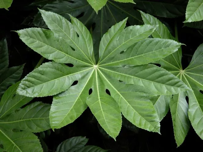 Fatsia japonica