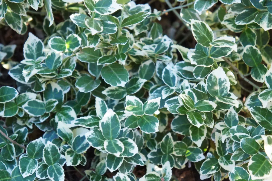 Fortune's Spindle 'Emerald Gaiety' - Euonymus fortunei 'Emerald Gaiety'