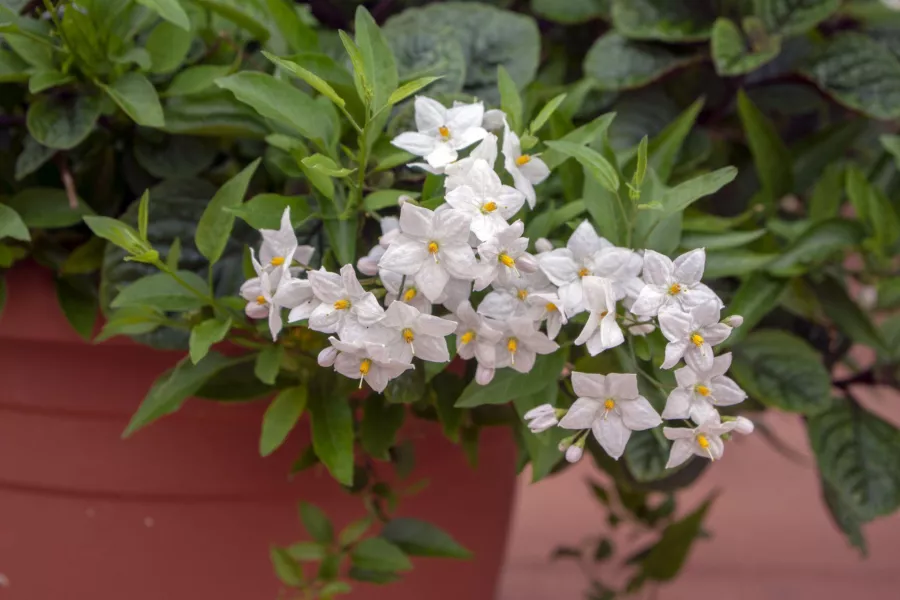 Жасминова нощенка - Solanum jasminoides