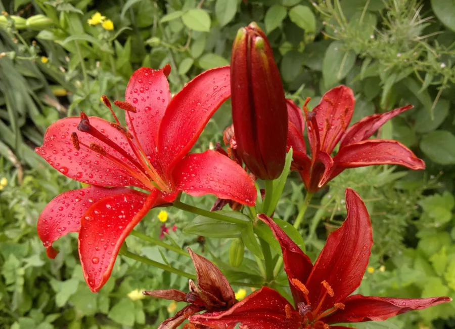 Lilia 'Red Sensation' - Lilium 'Red Sensation'