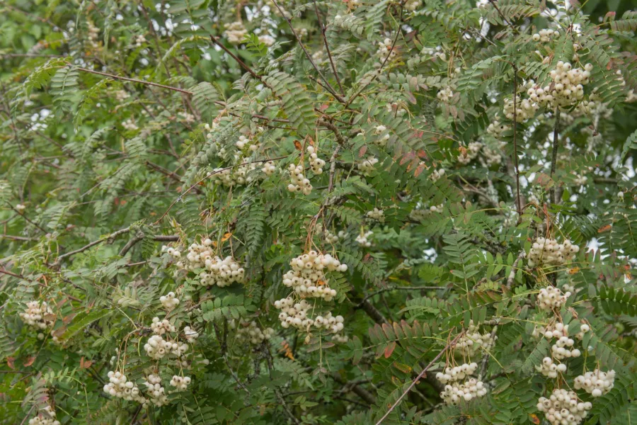 Планински ясен на Кьоне - Sorbus koehneana