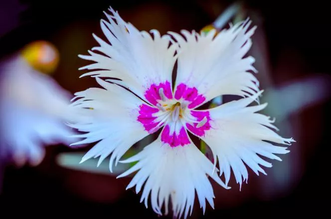 Монпелски карамфил - Dianthus monspessulans