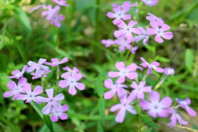 Канадски флокс - Phlox divaricata