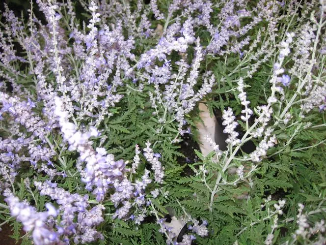 Perovskia atriplicifolia Lacey Blue 'Lissit' PBR - Perovskia atriplicifolia Lacey Blue 'Lissit'