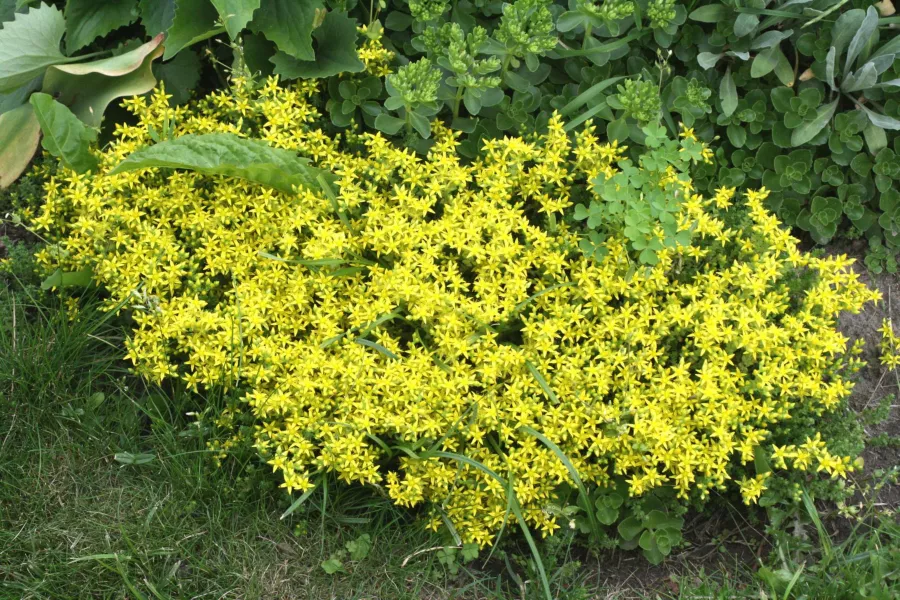 Sedum acre