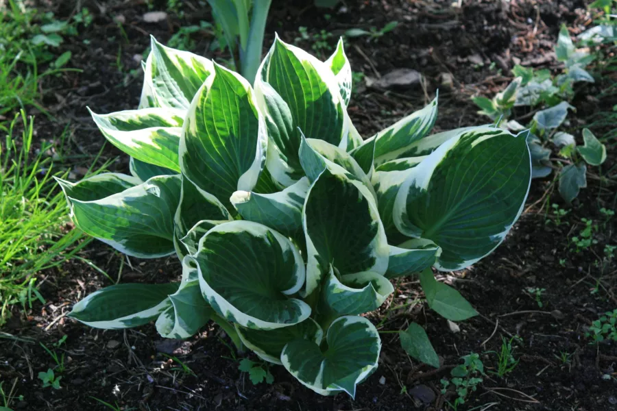 Funkia 'Patriot' - Hosta hybrida 'Patriot'