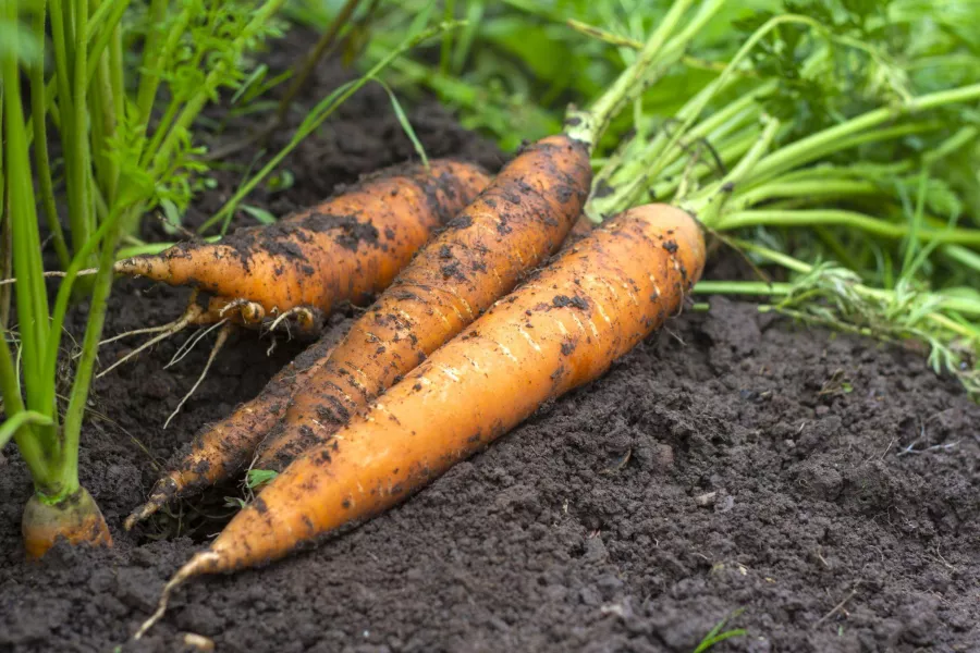 Морков - Daucus carota