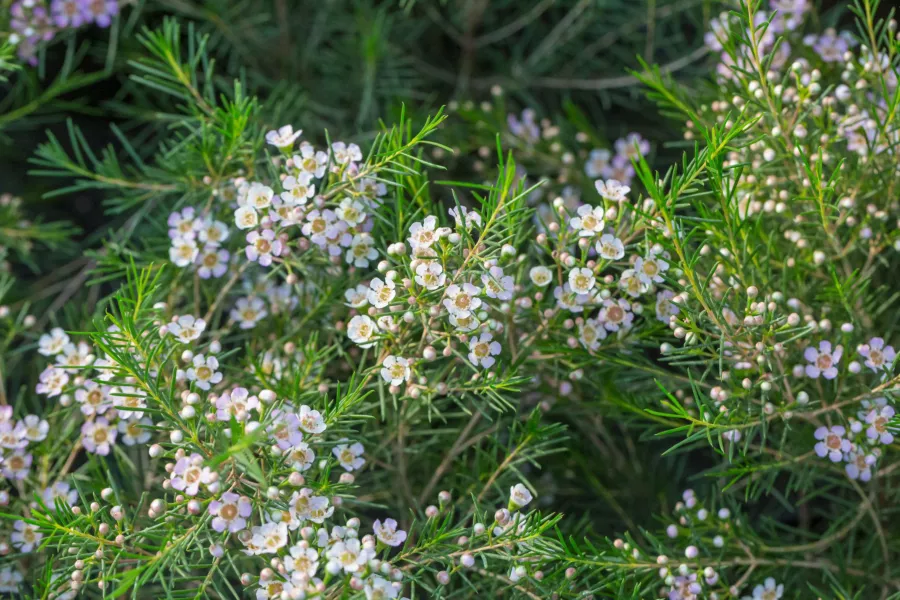 Vosek - Chamelaucium uncinatum