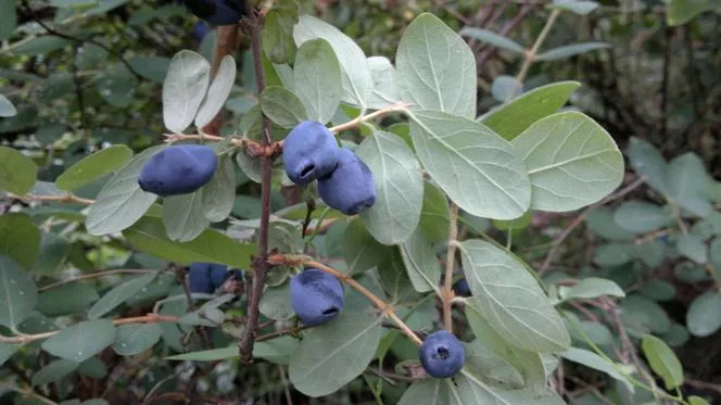 Камчатско зрънце - Lonicera caerulea L. var. kamtschatica Sevast.