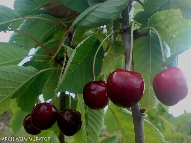 Череша "Regina" - Prunus avium "Regina"