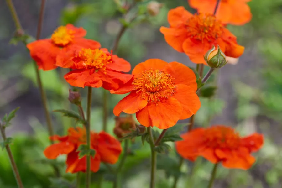 Geum coccineum