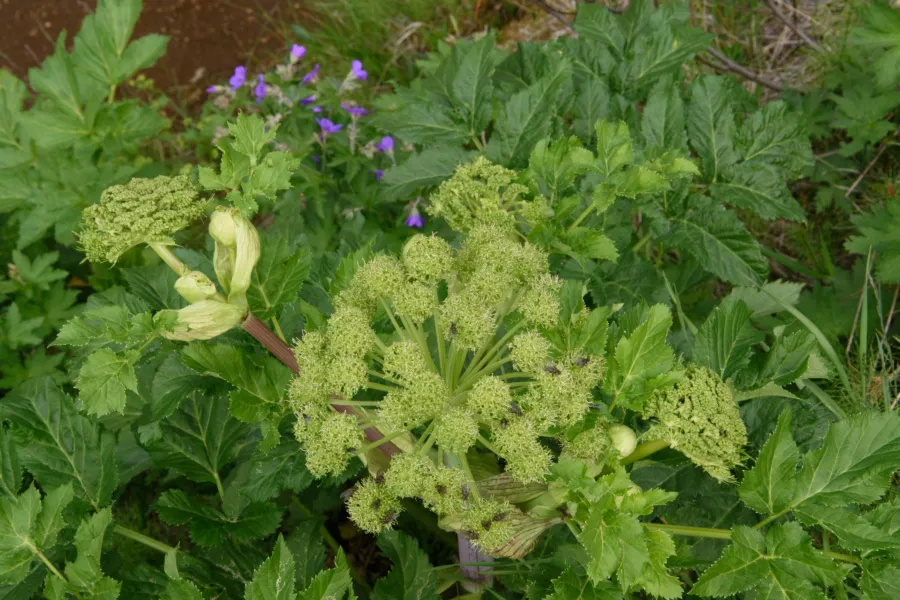 Angelica Angelica - Archangelica officinalis