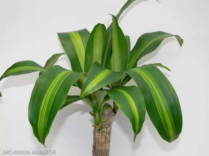 Dracena fragrans 'Massangeana' - Draceana fragrans 'Massangeana'