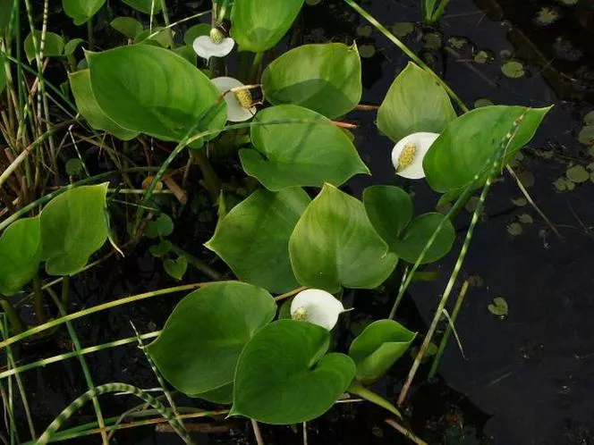 Třešeň bahenní - Calla palustris