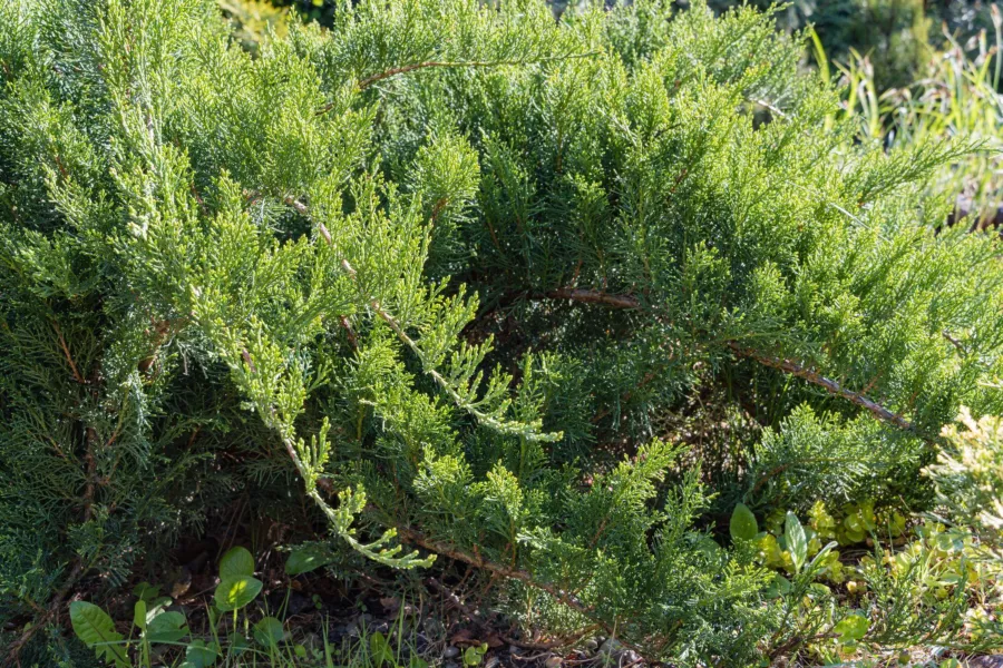 Хвойна сабина 'Tamariscifolia' - Juniperus sabina 'Tamariscifolia'