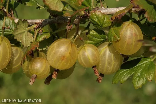 Цариградско грозде "Hinnonmaki Gelb" , жълто цариградско грозде Hinnonmaki - Ribes uva-crispa "Hinnonmaki Gelb"