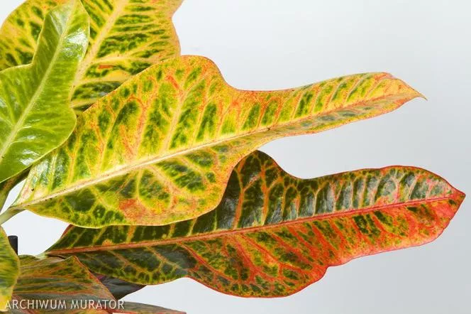 Croton - Codiaeum variegatum pictum