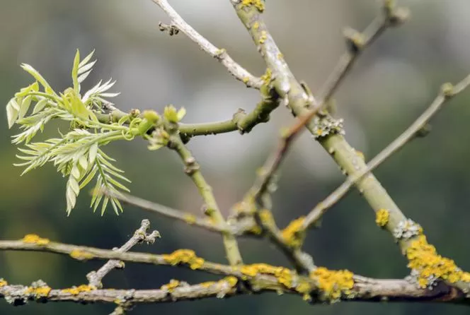 Китайска софора=Японско пагодно дърво=зърнастец - Sophora japonica