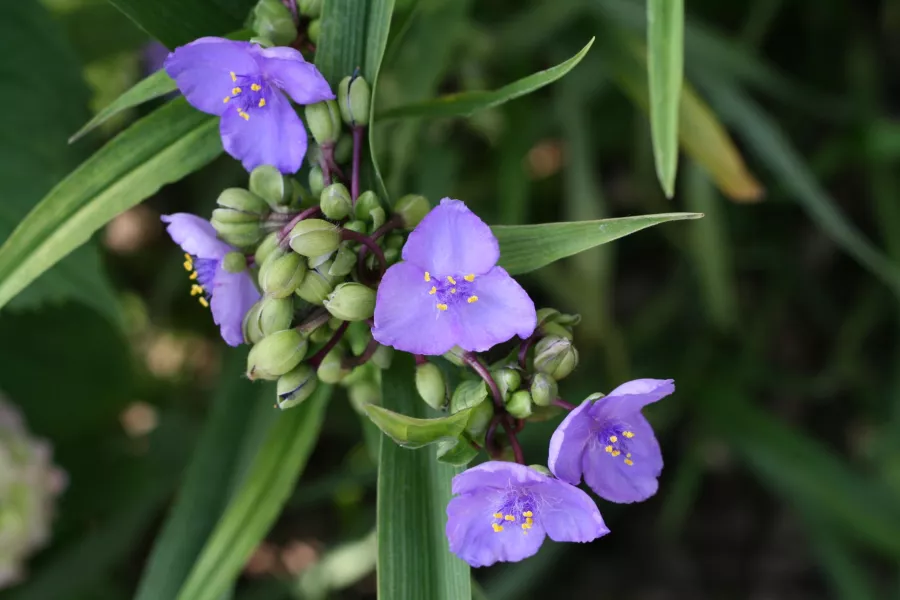 Вирджинска трева - Tradescantia virginiana