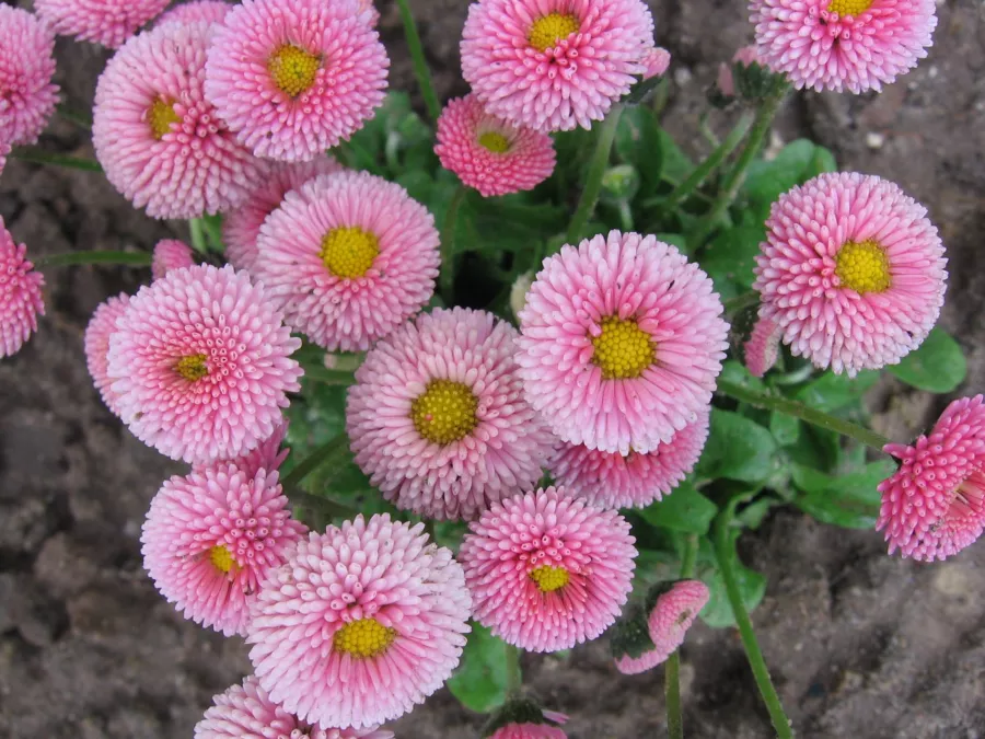 Обикновена маргаритка - Bellis perennis