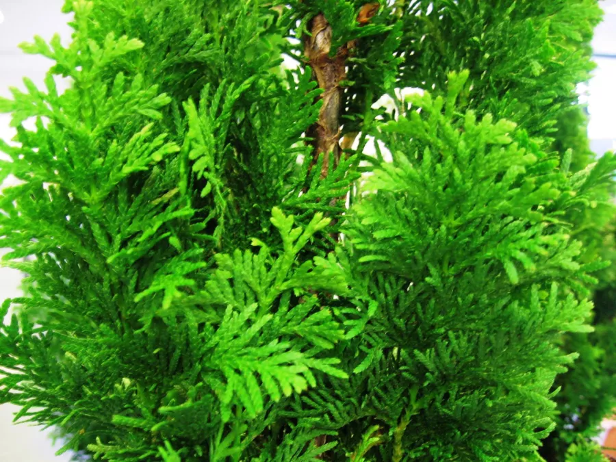 Thuja occidentalis 'Brobeck's Tower'