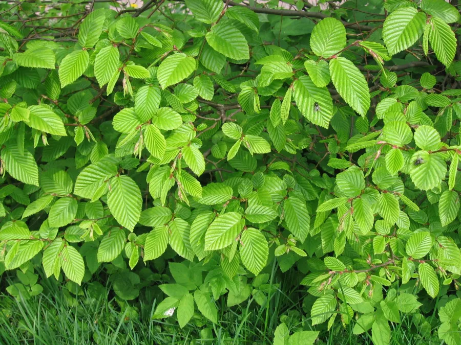 Габър - Carpinus betulus