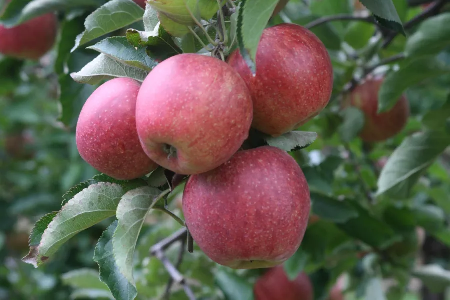 Elma Ağacı 'Jonagored'='Morren's Jonagored' - Malus domestica 'Jonagored'